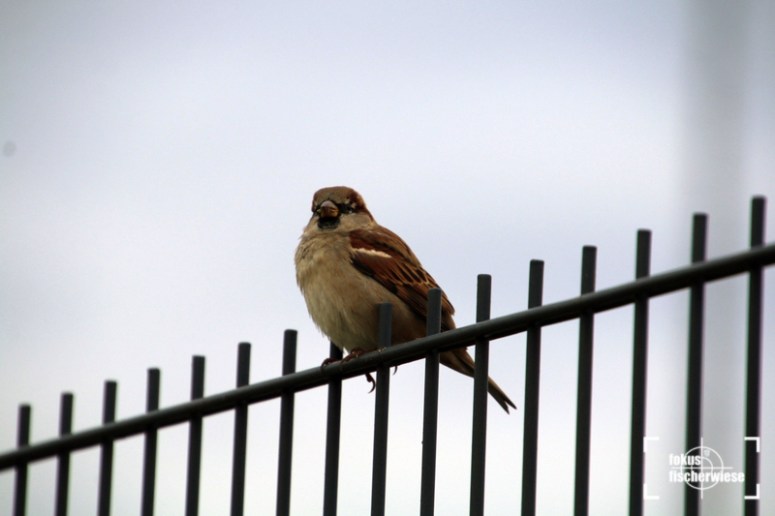 HerthaII-CFC_18-19_46